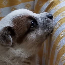 Australian Cattle Dog Puppies from Americana Farm