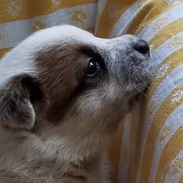 Australian Cattle Dog Puppies from Americana Farm