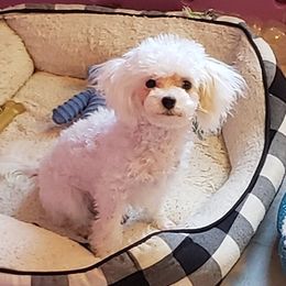 Louie - Poodle