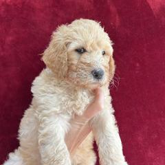 Sky Blue Collar - Light golden Double Doodle puppy in Smiths Creek, Michigan from Dailer’s Doodles