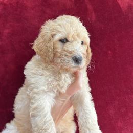 Sky Blue Collar - Light golden Double Doodle puppy in Smiths Creek, Michigan from Dailer’s Doodles