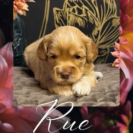 Rue - Caramel ice female Australian Labradoodle puppy in Fremont, New Hampshire from Birchwood Labradoodles