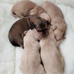 Shaded cream Boy - Cream male Dachshund puppy in Clarksville, Georgia from Chances R Farm