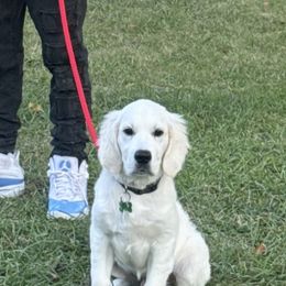 Moses - Golden Retriever