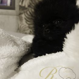 Pomeranian Puppies from Silver’s Reigning Heir Poms