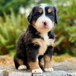 Zatanna (Black Collar) - Black rust and white female Bernese Mountain Dog puppy in Stanwood, Washington from Butter Cup Pups and Paws