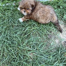 Pretty - Liver female Shih Tzu puppy in Clifton Springs, New York from Whispering Winds Charmed Hollow