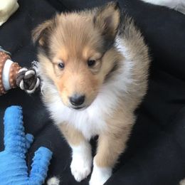 Collies from Almost Heaven WV Collies