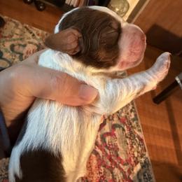 Sundae (pink collar) - Tri-Roan female English Springer Spaniel puppy in Statesville, North Carolina from Rockin’ Slow Farms