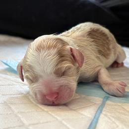 Cavapoo Puppies from Christian Cavapoos