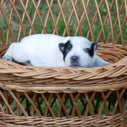 Girl 1 - Blue mottled female Australian Cattle Dog puppy in Buffalo Valley, Tennessee from Buffalo Valley Breeders