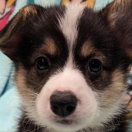 Girl 6 - Pembroke Welsh Corgi puppy in Virginia Beach, Virginia from Virginia Beach Corgis