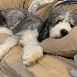 Bernedoodle All Grown Up from Backwoods Bernedoodles