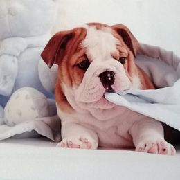 Bulldog Puppies from Our House Of Treasures