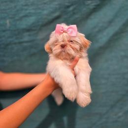 Pooh - White female Shih Tzu puppy in Azusa, California from RJ Shih Tzu lover