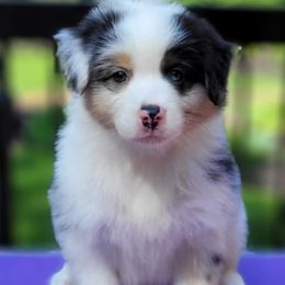 Boy 3 - Blue merle male Australian Shepherd puppy in Maryland from Lake Shore Australian Shepherds
