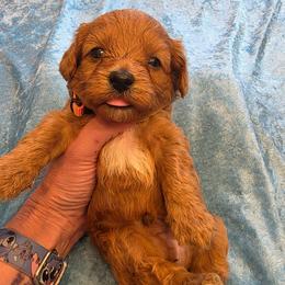 Roger - Red male Cavapoo puppy in Gresham, Oregon from Paisley Cavapoos