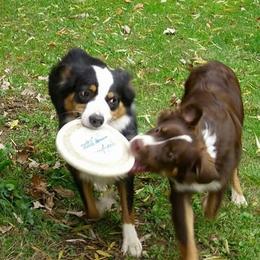 Australian Shepherd All Grown Up from Big Run Australian Shepherds
