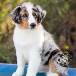 Scout - Blue merle male Miniature American Shepherd puppy in Tonopah, Arizona from King's Miniature American Shepherds