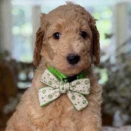 Penny - Apricot female Goldendoodle puppy in Yuciapa, California from AlltheDoodlez_