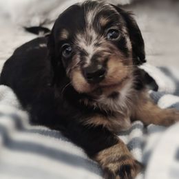 Onyx - Dapple male Dachshund puppy in Sabina, Ohio from Watkins Dachshunds