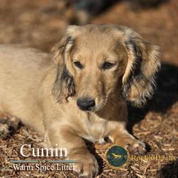 Cumin - Cream male Dachshund puppy in Cave Junction, Oregon from Rockindachs