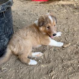 Sable Merle Blaze - Sable merle male Collie puppy in Honaker, Virginia from KLW Farm