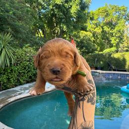 Boy 1 - Sable male Goldendoodle puppy in La Verne, California from Marshall Goldendoodles