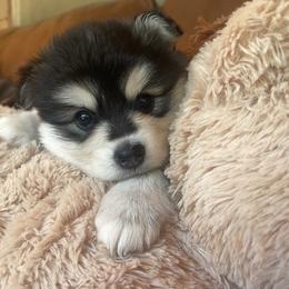 Winston - Black and white male Pomsky puppy in Diamond Lake, Washington from Husky Haven WA