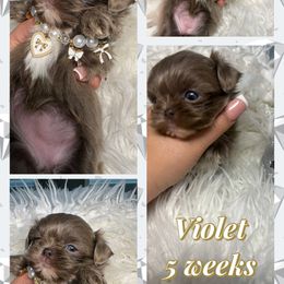 Violet - Lilac female Shih Tzu puppy in Coolidge, Arizona from Shih Tzu’s  ‘N’ Love