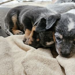 Australian Cattle Dog Puppies from Lakota Australian Cattle Dogs