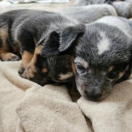 Australian Cattle Dog Puppies from Lakota Australian Cattle Dogs