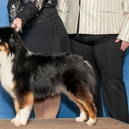 Miniature American Shepherds from SciFi Sport Dogs