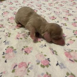 Dachshund Puppies from L & J Kennel