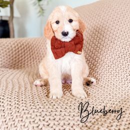 Blueberry - Apricot male Goldendoodle puppy in Cold Spring, Minnesota from A.N.A. Doodles