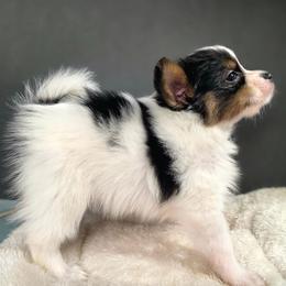 L3A Holding Out For A Hero - White black and tan male Papillon puppy in Davenport, Washington from Lovely Ladies and Little Asses Miniature Equines (L3A Pomeranians & Papillons)