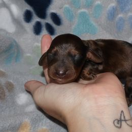 Dachshund Puppies from Dachshund Delight