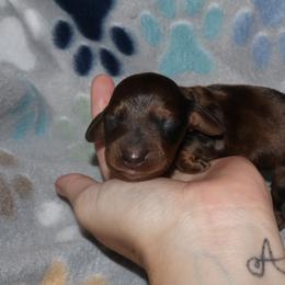 Dachshund Puppies from Dachshund Delight
