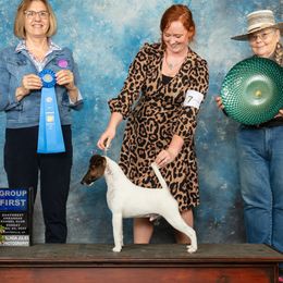 Stache - Smooth Fox Terrier