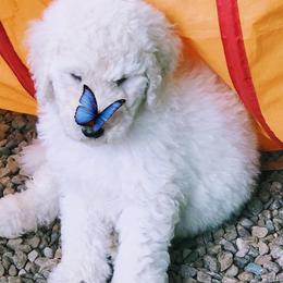 Poodles from MizzElle’s Standard Poodles