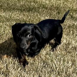 Goblin - Black male Dachshund puppy in Fredonia, Arizona from Desert Horizon Dachshunds