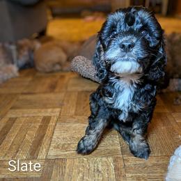 Slate - Black and white male Cockapoo puppy in Sunset, Louisiana from Cano Cockapoos
