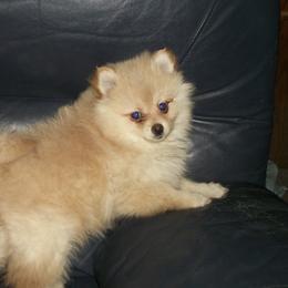 Pomeranians from Dolls of Satin Poms