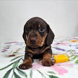 Chocolate and tan male (Yellow) - Chocolate and tan male Dachshund puppy in Belle Rive, Illinois from Akin's Miniature Dachshunds, LLC