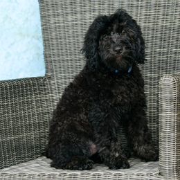 Sheepadoodle Puppies from Riley Grace Puppies