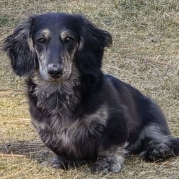 Nile - Dachshund