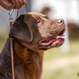 Chili - Labrador Retriever