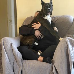 Boxer All Grown Up from Bluegrass Brawn Boxers
