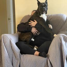 Boxer All Grown Up from Bluegrass Brawn Boxers