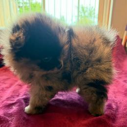 Gigi - Blue merle female Pomeranian puppy in Waterloo, Indiana from Garcias Pomeranian